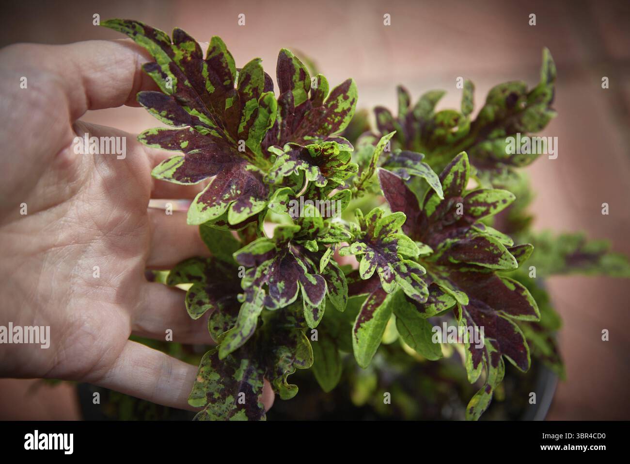 Coleus Blumei Plectranthus scutellarioides. Nom de la variété végétale Bully. Coleus laisse à la main en gros plan Banque D'Images