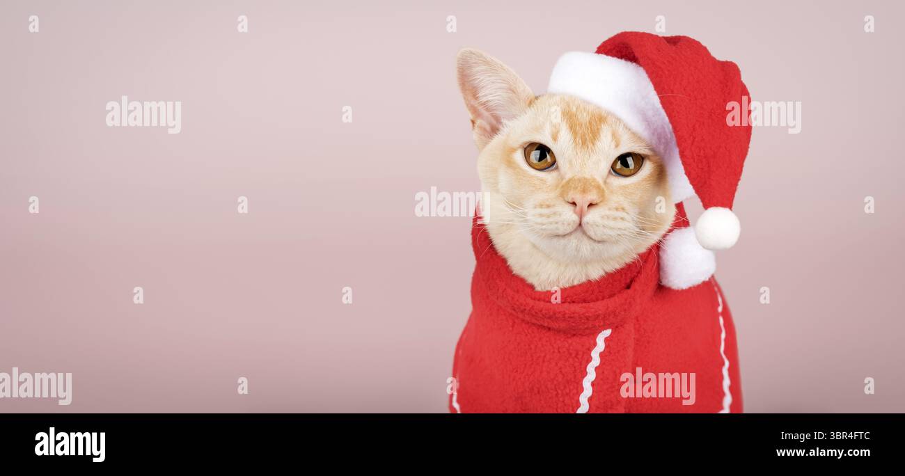 Chaton birman dans le chapeau rouge du Père Noël, sur fond de couleur. Concept de célébration de Noël et du nouvel an. Copier l'espace Banque D'Images