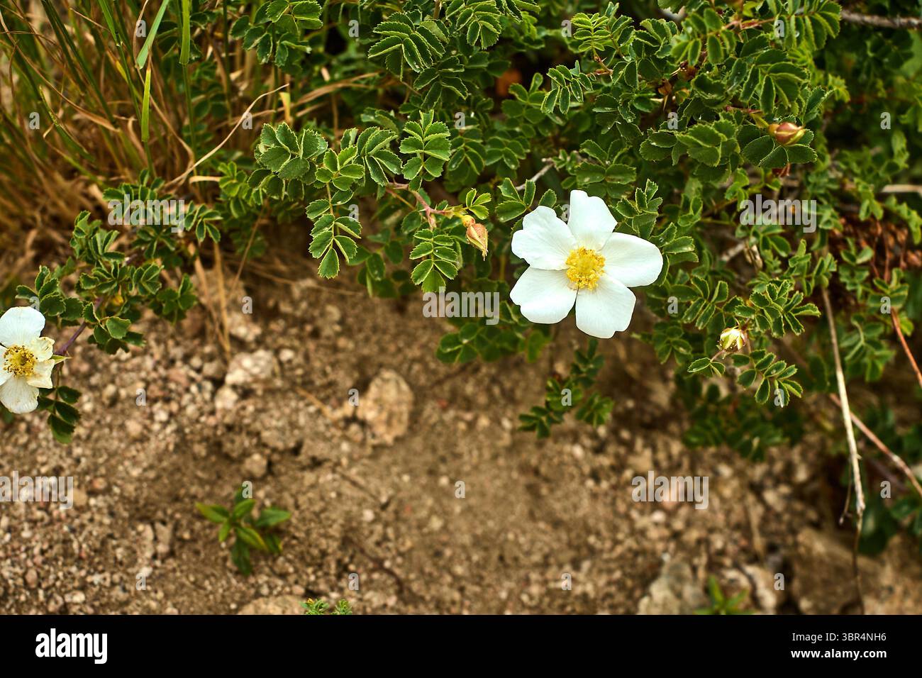 Rose sauvage (Rosa sp.) Avec des fleurs blanches, des étamines et des feuilles vertes poussant entre les rochers de granit sur le versant ouest du Grand Chimgan, Ouzbékistan. Banque D'Images