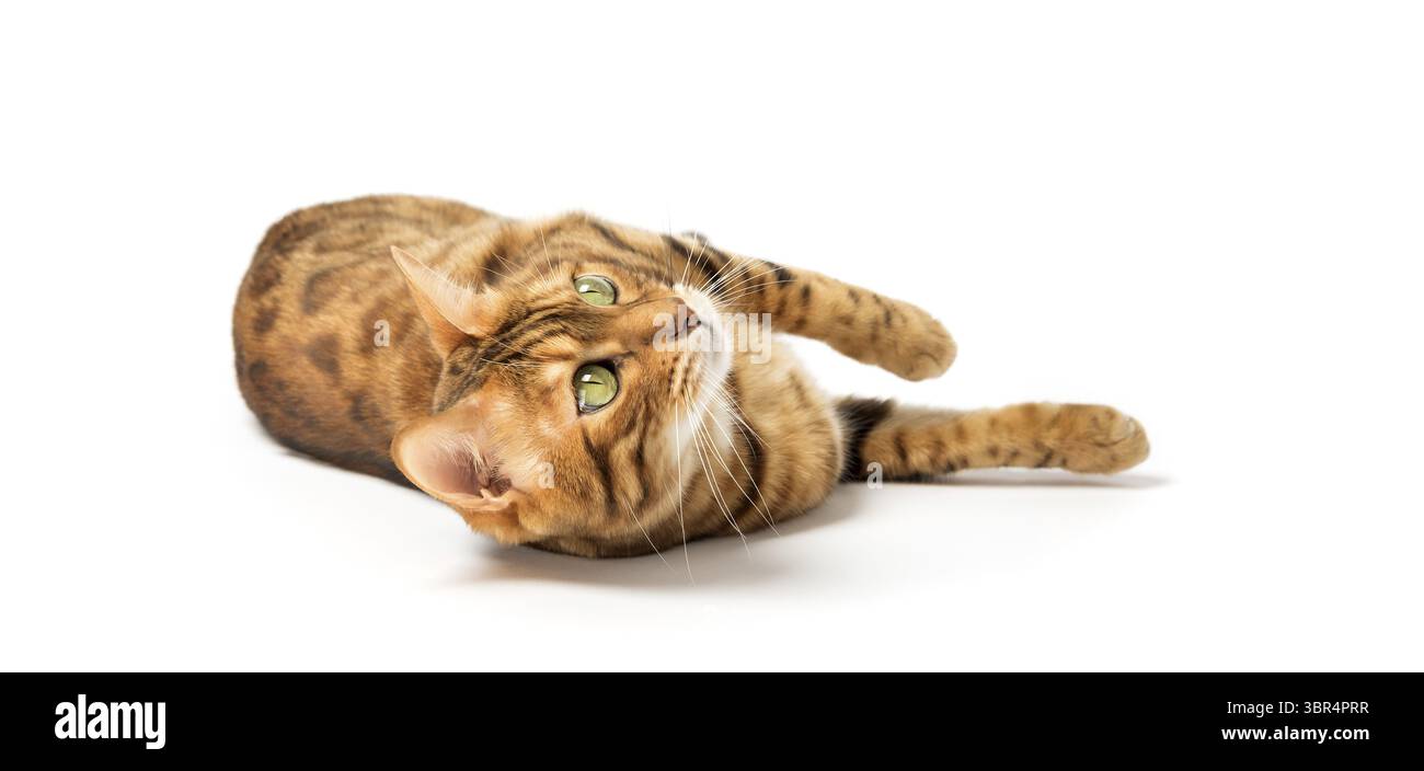 Chat bengale détendu se trouve isolé sur fond blanc Banque D'Images