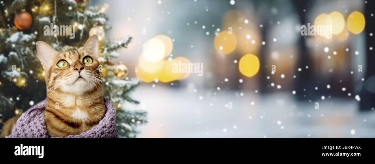 Chat rouge dans une écharpe sur un fond d'hiver. Copier l'espace Banque D'Images