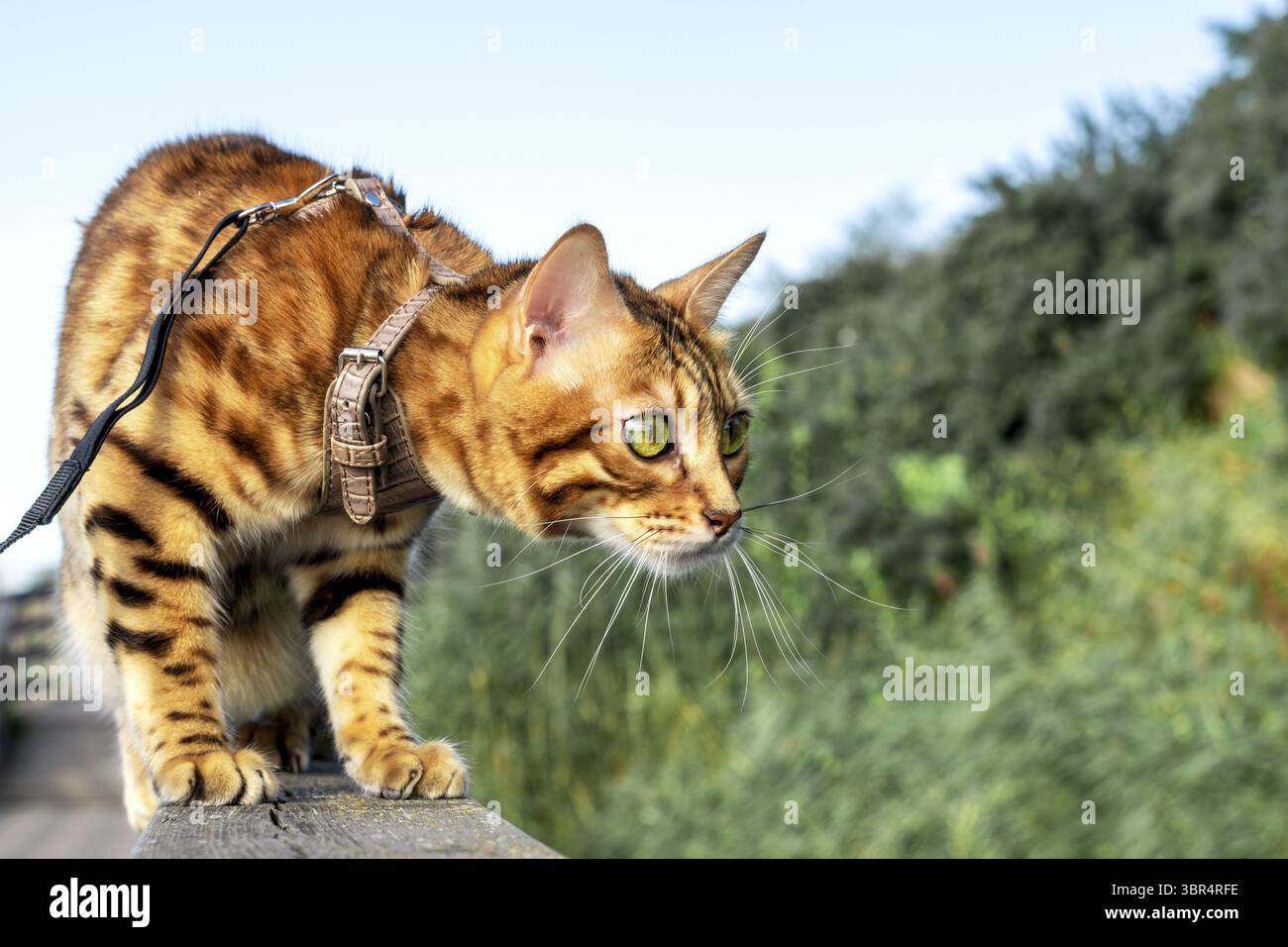 Le chat domestique du Bengale est assis sur une bûche et regarde loin Banque D'Images