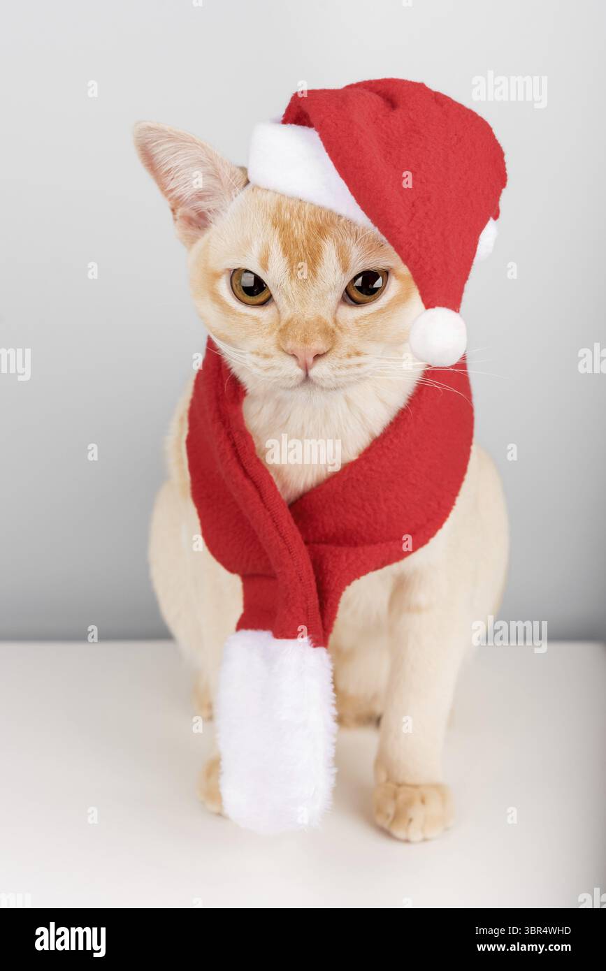 Chaton birman dans le chapeau rouge du Père Noël isolé sur fond blanc. Concept de célébration de Noël et du nouvel an Banque D'Images
