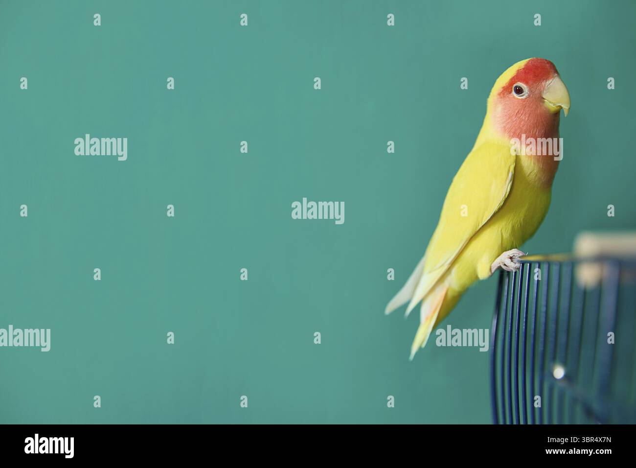 Yellow Lovebird est confortablement assis sur une cage sur un fond vert vif, mettant en valeur son plumage coloré. La teinte jaune et rose vibrante de l'oiseau Banque D'Images