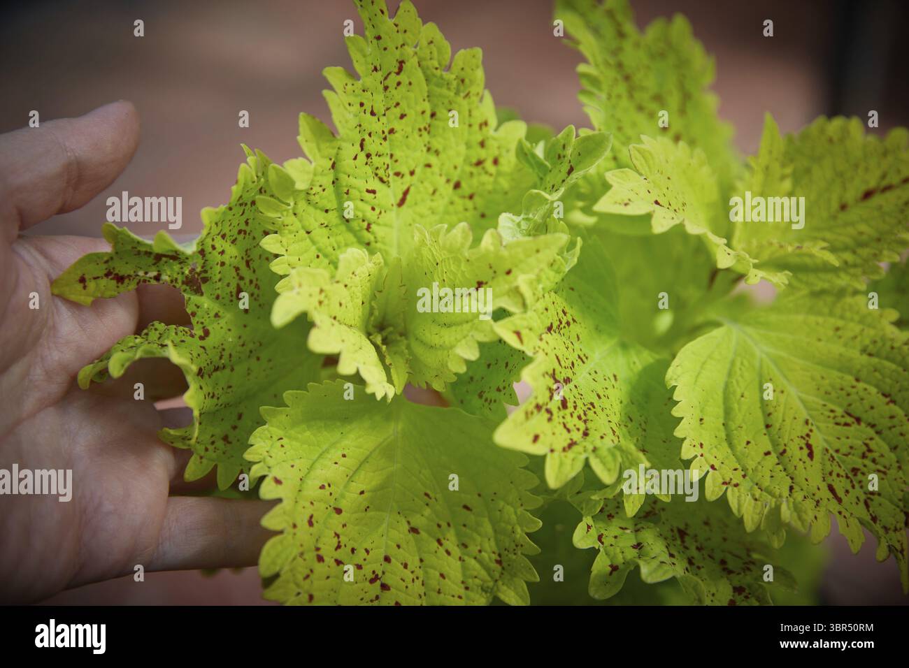 Coleus Blumei Plectranthus scutellarioides. Nom de la variété végétale Pele. Coleus laisse à la main en gros plan Banque D'Images