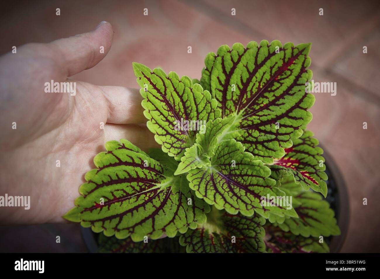 Coleus Blumei Plectranthus scutellarioides. Nom de la variété de plantes Spacecake. Coleus laisse à la main en gros plan Banque D'Images