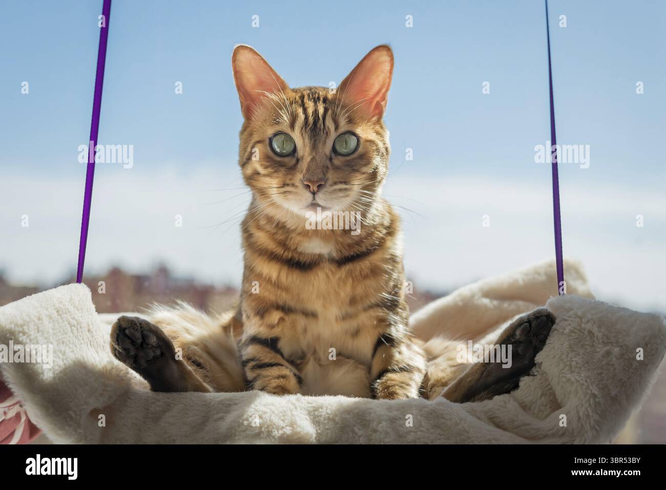 Chat Bengale mignon reposant sur un lit de chat près de la fenêtre à la maison. Accessoires pour animaux de compagnie Banque D'Images