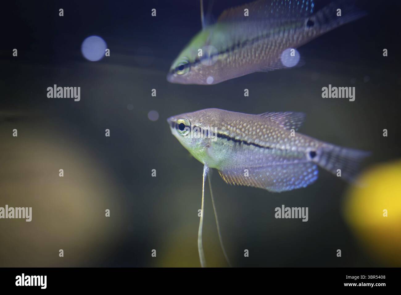 Les poissons d'aquarium d'eau douce, la perle de l'Asie ou gourami trichopodus leeri Banque D'Images