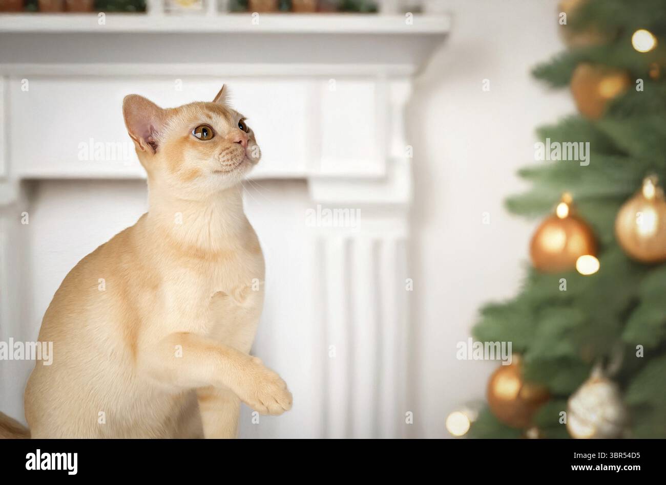 Adorable chaton crème de chat birman. Chat sur fond de nouvel an festif. Carte postale ou invitation avec chat. Copier l'espace Banque D'Images