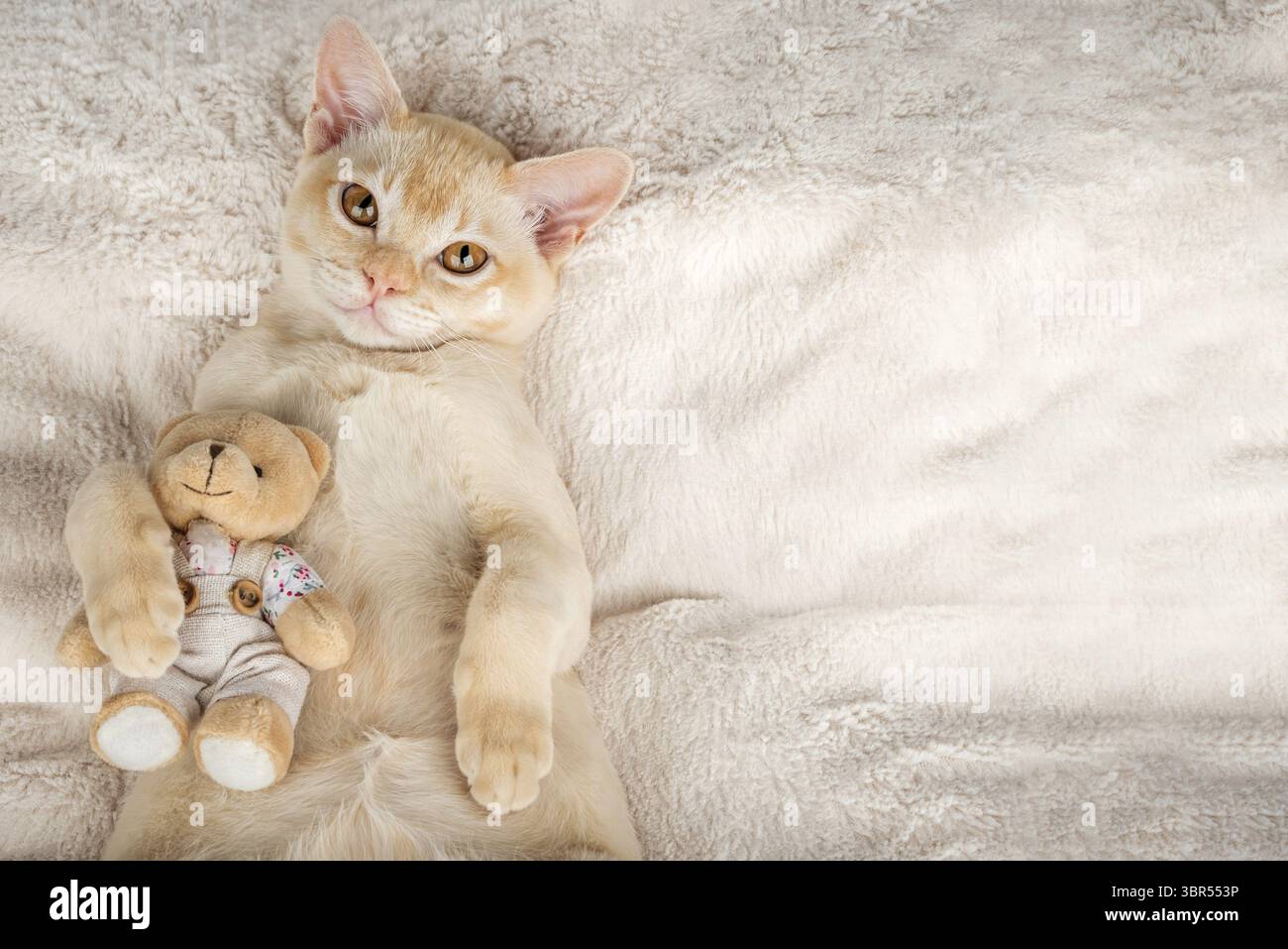 Chaton se trouve sur une couverture confortable embrassant un jouet. Red Birmese chaton sirène confortablement avec un ours en peluche sur une couverture. Copier l'espace Banque D'Images