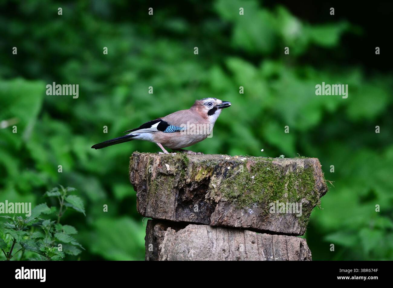 Jay Garrulus glandarius Banque D'Images