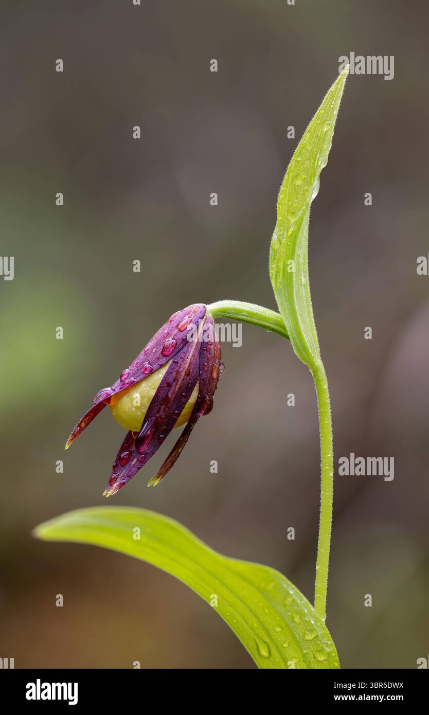Chausson de Lady's pantoufle orchidée jeune fleur bourgeon Banque D'Images