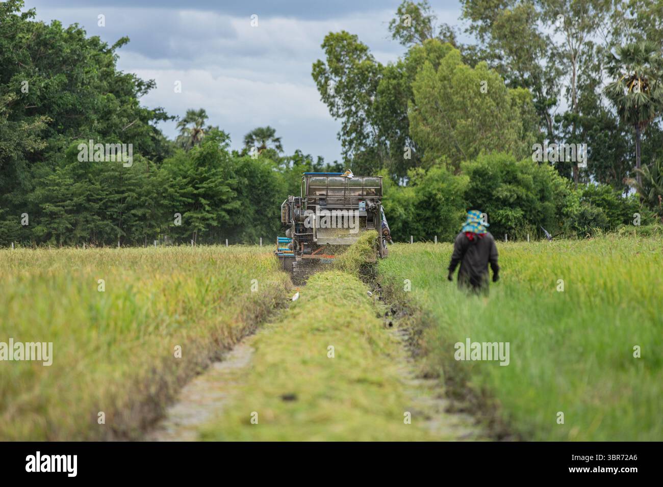 Moissonneuse-batteuse et agriculteur marchant dans le champ de riz Banque D'Images