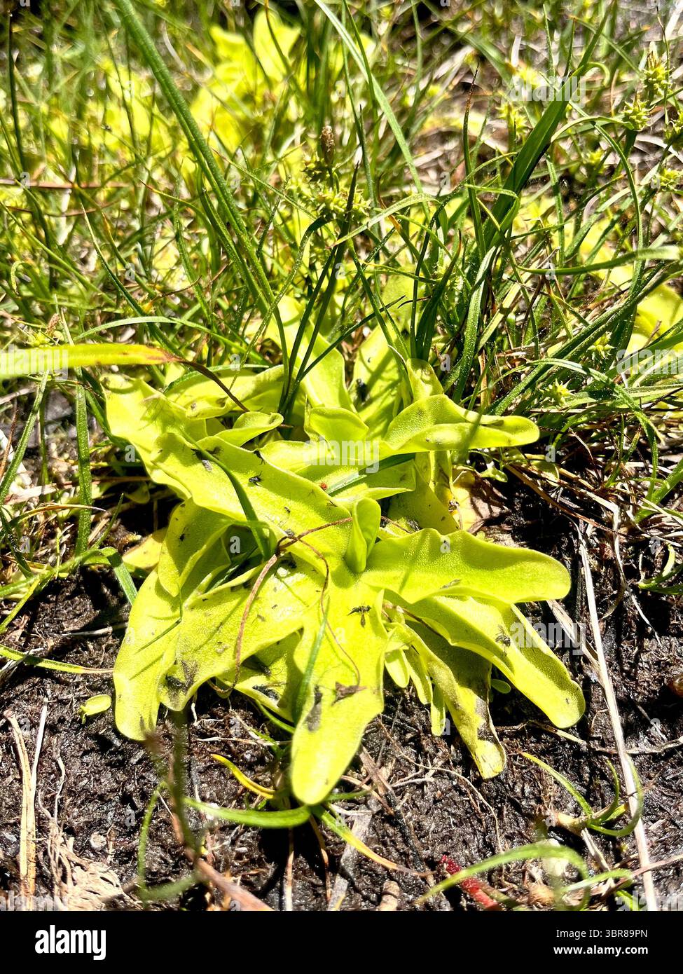 Pinguicula balcanica ou butterwort balcanica plante endémique balkanique carnivore des Balkans dans la réserve naturelle de Rila, Bulgarie, Balkans, Europe du Sud-est - Image de stock capturée avec un smartphone