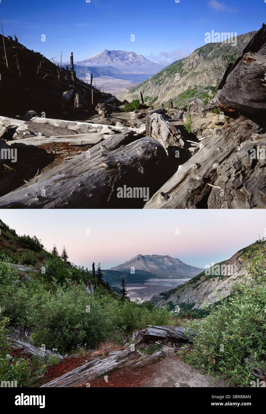 9 juillet 2020, Mount préparées Helens National volcan, Washington, États-Unis : vue du mont St Helens depuis Norway Pass. Lentement, 40 ans après l'éruption du Mont équipé Helens, les plantes et les animaux retournent dans les zones de dévastation du Monument national volcanique de la Nation du Mont équipé Helens. L'image du haut est du début des années 1980, l'image du bas est de 2020. (Crédit image : © Tom Kirkendall/ZUMA Wire) Banque D'Images
