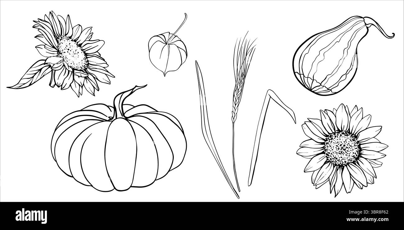 Ensemble d'automne de vecteur de citrouilles, fleurs de tournesol, oreilles de blé, physalis. Noir et blanc illustrations vectorielles de la récolte d'automne. Contour dessiné à la main Illustration de Vecteur