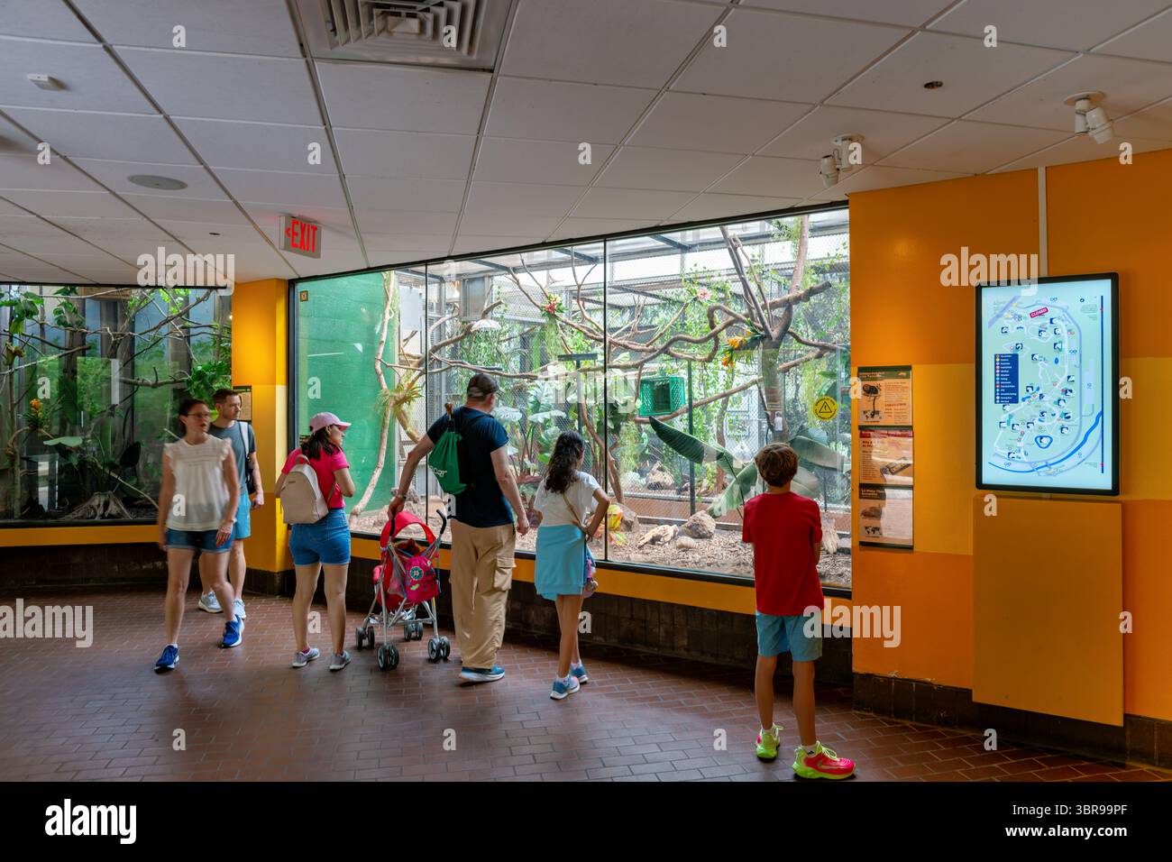 WASHINGTON DC — la Small Mammal House du zoo national de Smithsonian fournit des habitats spécialisés pour diverses espèces de petits mammifères. L'installation abrite diverses collections de petits mammifères du monde entier, avec des environnements climatisés conçus pour répondre aux besoins spécifiques des différentes espèces. Le zoo national, officiellement connu sous le nom de parc zoologique national, a été créé en 1889 et fonctionne dans le cadre de la Smithsonian institution. Le zoo s'étend sur 163 acres (66 hectares) dans le quartier de Woodley Park et se concentre sur la recherche en conservation, l'éducation et les soins aux animaux. T Banque D'Images WASHINGTON DC — la Small Mammal House du zoo national de Smithsonian fournit des habitats spécialisés pour diverses espèces de petits mammifères. L'installation abrite diverses collections de petits mammifères du monde entier, avec des environnements climatisés conçus pour répondre aux besoins spécifiques des différentes espèces. Le zoo national, officiellement connu sous le nom de parc zoologique national, a été créé en 1889 et fonctionne dans le cadre de la Smithsonian institution. Le zoo s'étend sur 163 acres (66 hectares) dans le quartier de Woodley Park et se concentre sur la recherche en conservation, l'éducation et les soins aux animaux. T Banque D'Images