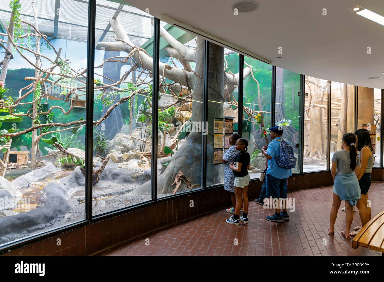 WASHINGTON DC — la Small Mammal House du zoo national de Smithsonian fournit des habitats spécialisés pour diverses espèces de petits mammifères. L'installation abrite diverses collections de petits mammifères du monde entier, avec des environnements climatisés conçus pour répondre aux besoins spécifiques des différentes espèces. Le zoo national, officiellement connu sous le nom de parc zoologique national, a été créé en 1889 et fonctionne dans le cadre de la Smithsonian institution. Le zoo s'étend sur 163 acres (66 hectares) dans le quartier de Woodley Park et se concentre sur la recherche en conservation, l'éducation et les soins aux animaux. T Banque D'Images WASHINGTON DC — la Small Mammal House du zoo national de Smithsonian fournit des habitats spécialisés pour diverses espèces de petits mammifères. L'installation abrite diverses collections de petits mammifères du monde entier, avec des environnements climatisés conçus pour répondre aux besoins spécifiques des différentes espèces. Le zoo national, officiellement connu sous le nom de parc zoologique national, a été créé en 1889 et fonctionne dans le cadre de la Smithsonian institution. Le zoo s'étend sur 163 acres (66 hectares) dans le quartier de Woodley Park et se concentre sur la recherche en conservation, l'éducation et les soins aux animaux. T Banque D'Images
