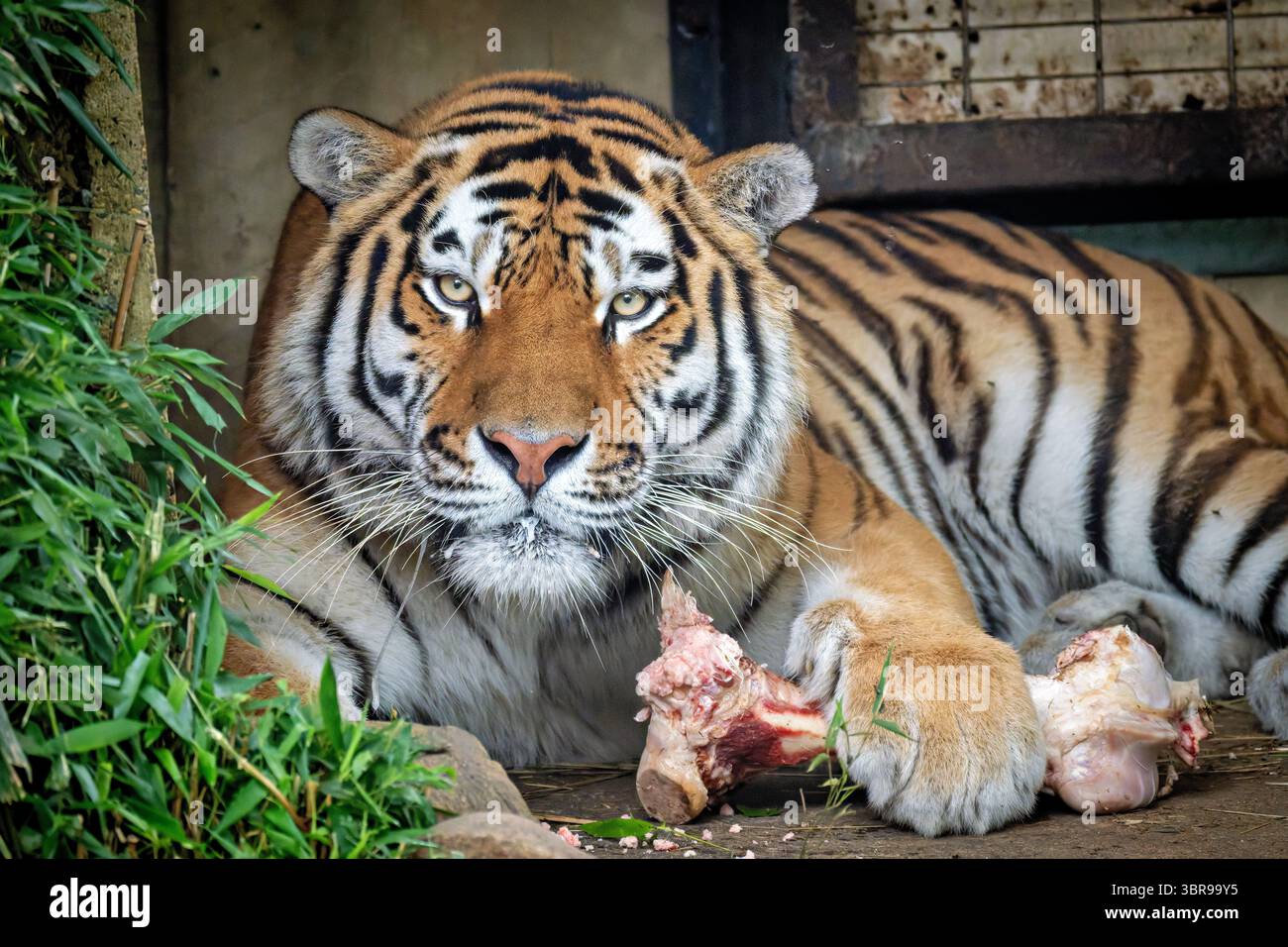 WASHINGTON DC — Un tigre se nourrit d'un os au zoo national de Smithsonian. Le zoo national, qui fait partie de la Smithsonian institution, abrite l'un des programmes de conservation zoologiques les plus importants au monde et entretient plusieurs sous-espèces de tigres dans le cadre d'efforts coordonnés de reproduction. La zone Big Cats de l'établissement offre des habitats spécialisés conçus pour répondre aux besoins comportementaux et alimentaires des grands carnivores. Les tigres consomment généralement 15-25 livres (7-11 kg) de viande par jour en captivité, avec des os fournissant des nutriments essentiels et un enrichissement. Le zoo national de Smithsonian, créé en 1889, dessert un Banque D'Images