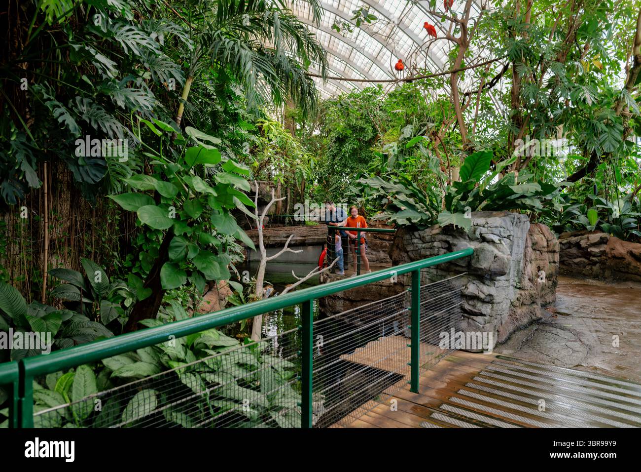 WASHINGTON DC — L'exposition Amazonia au zoo national de Smithsonian présente un environnement de forêt tropicale humide climatisé qui abrite diverses espèces sud-américaines. L'habitat de passage reproduit l'écosystème du bassin amazonien avec une végétation dense, des caractéristiques d'eau qui coulent et de multiples niveaux de canopée forestière. Les visiteurs peuvent observer des oiseaux en vol libre, des animaux aquatiques et d'autres espèces sauvages originaires de la région amazonienne dans un environnement intérieur immersif. L'exposition a ouvert ses portes en 1992 et couvre environ 15 000 pieds carrés (1 394 mètres carrés) d'espace intérieur. Le Nati du Smithsonian Banque D'Images