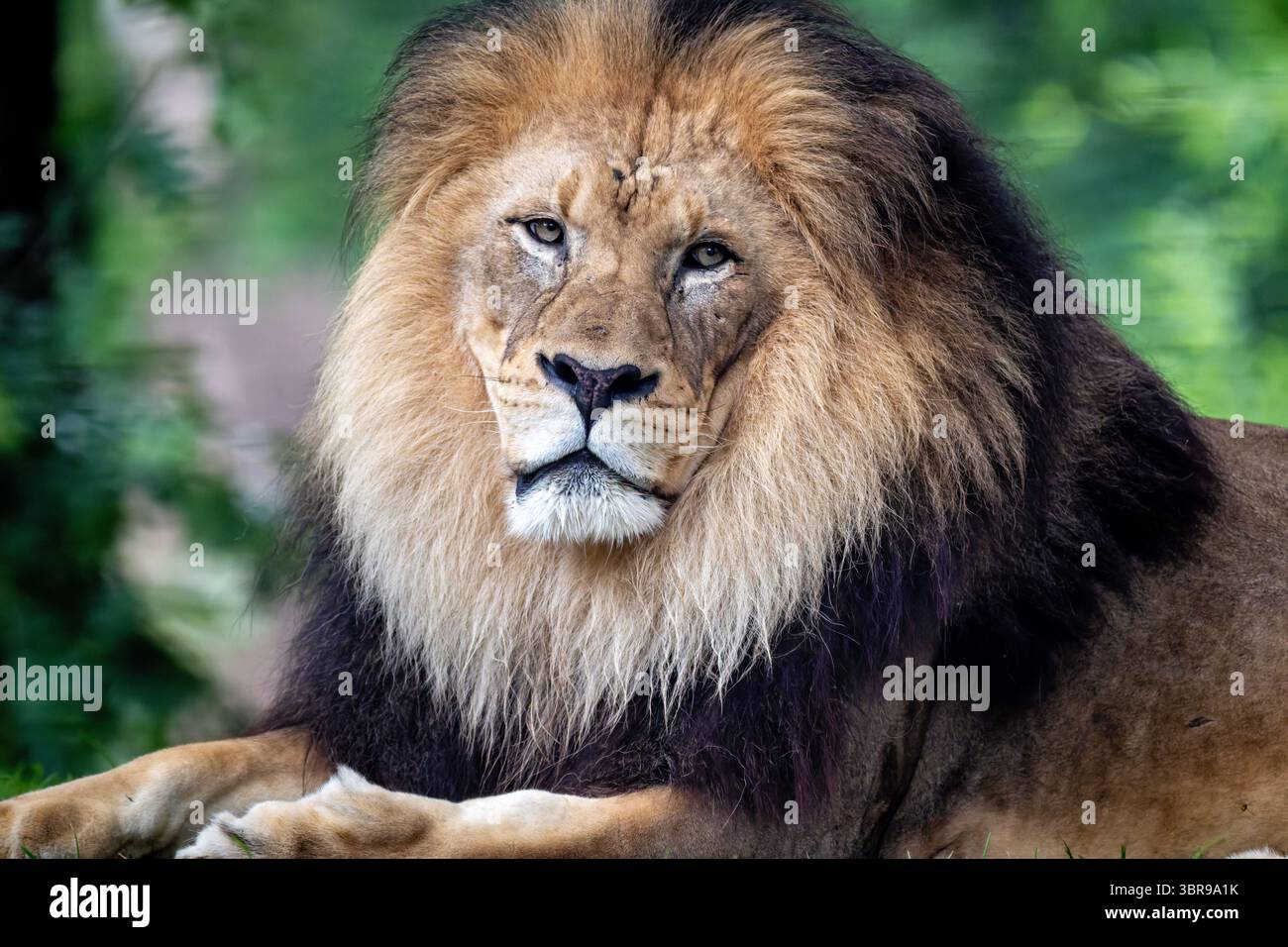 Lion mâle au Smithsonian National Zoo à Washington DC | WASHINGTON — Un lion mâle africain se repose dans l’habitat des Grands Félins sur la colline Lion-Tiger du Smithsonian National Zoo à Washington, D.C. Les lions mâles adultes se distinguent par des crinières qui s’assombrissent et s’épaississent avec l’âge, une caractéristique censée signaler la maturité et la capacité de combat aux rivaux et aux partenaires potentiels. L’exposition est conçue pour soutenir le repos naturel et le comportement social au sein du groupe de lions du zoo. Banque D'Images