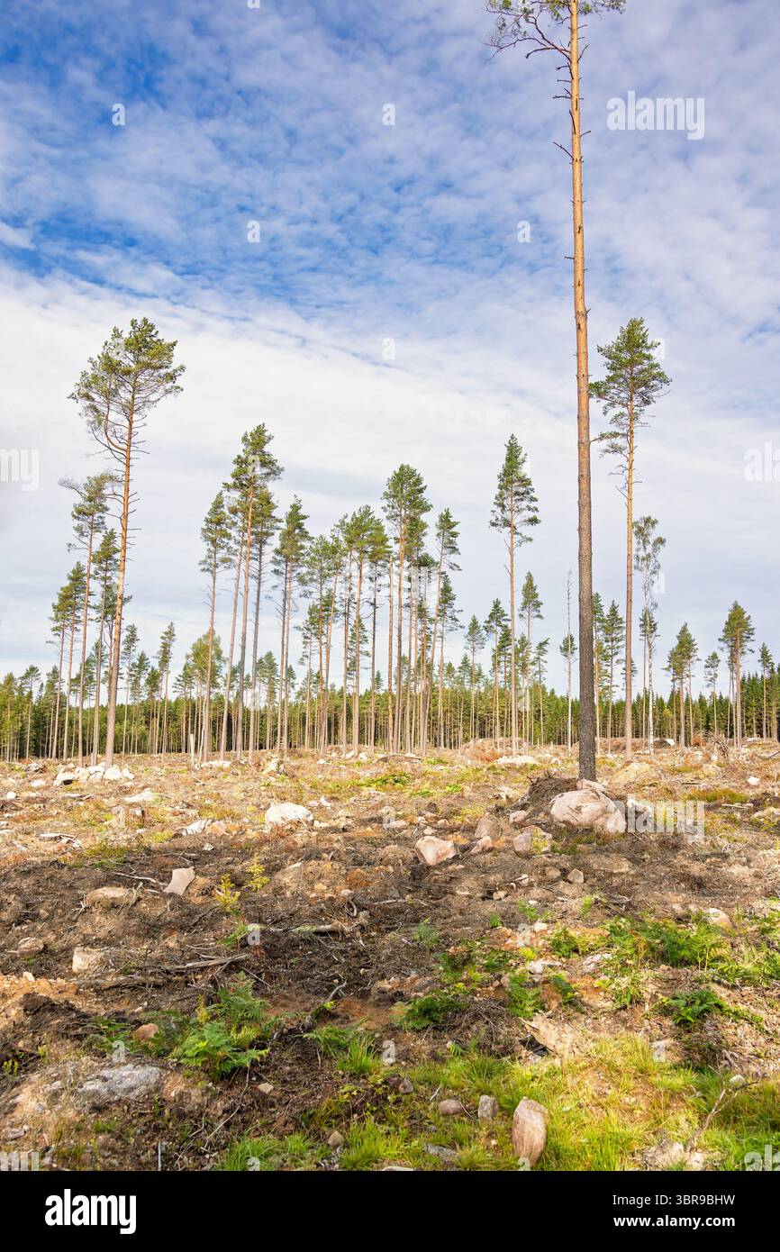 Dégagez la zone de coupe avec des arbres de graines de pin dans une forêt Banque D'Images