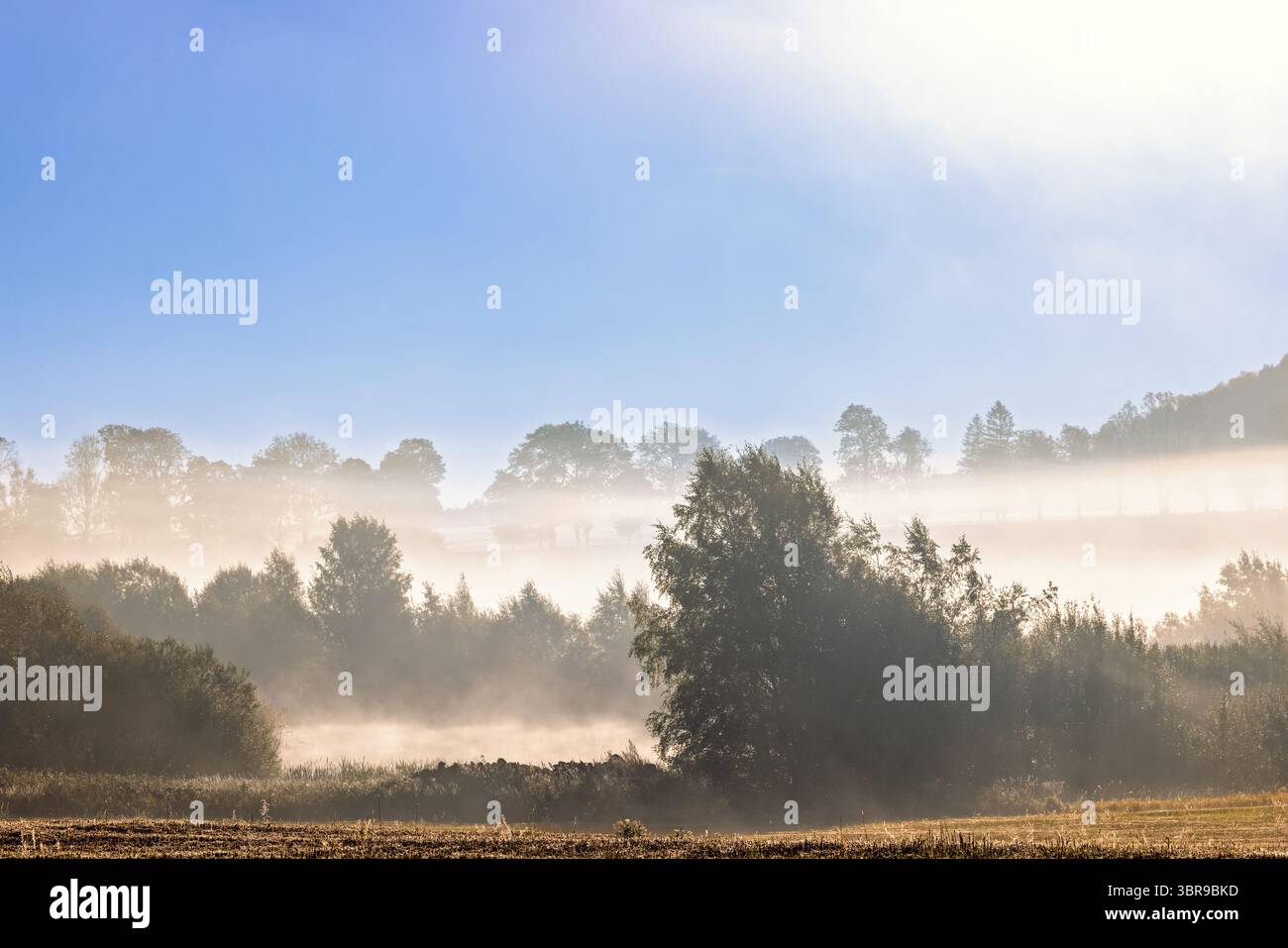 Brouillard matinal dans une zone humide avec des arbres et des buissons dans le paysage Banque D'Images