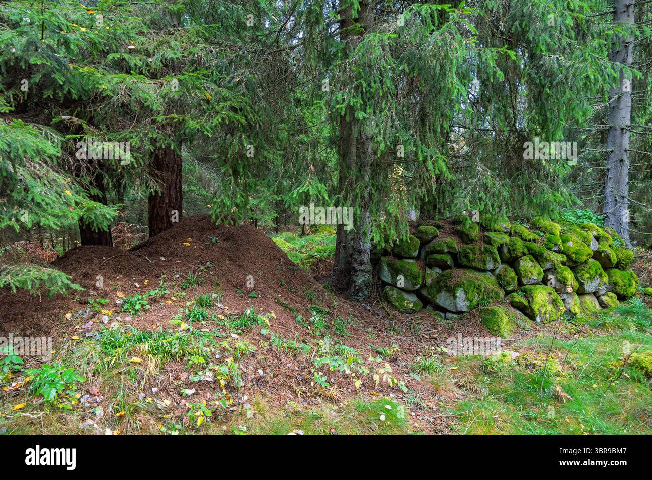 Fourmilière par un cairn en pierre dans une forêt d'épicéas Banque D'Images