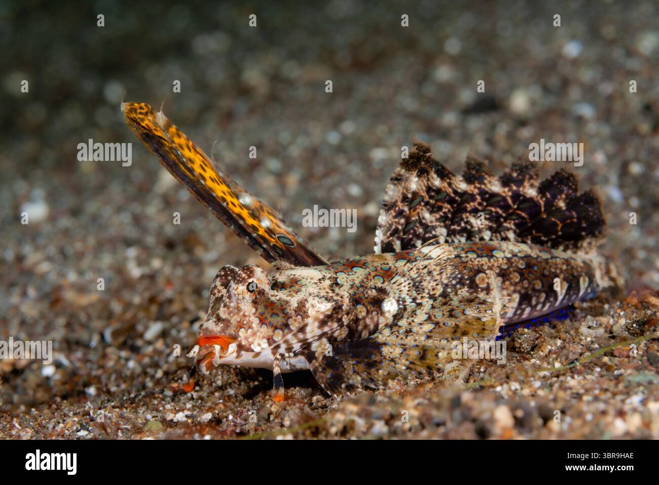 Dragonet à doigts, Dactylopus dactylopus, Mabini, Luçon, mer des Philippines, Philippines Banque D'Images
