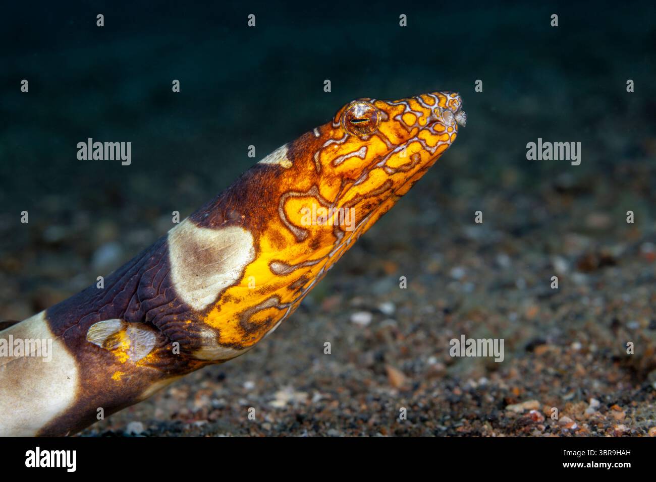 Napoléon Snake Eel, Ophichthus bonaparti, Mabini, Luçon, mer des Philippines, Philippines Banque D'Images