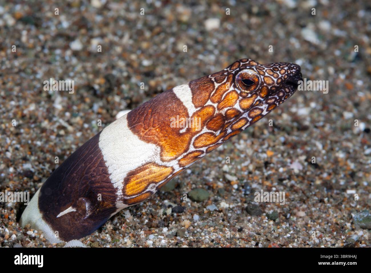 Napoléon Snake Eel, Ophichthus bonaparti, Mabini, Luçon, mer des Philippines, Philippines Banque D'Images