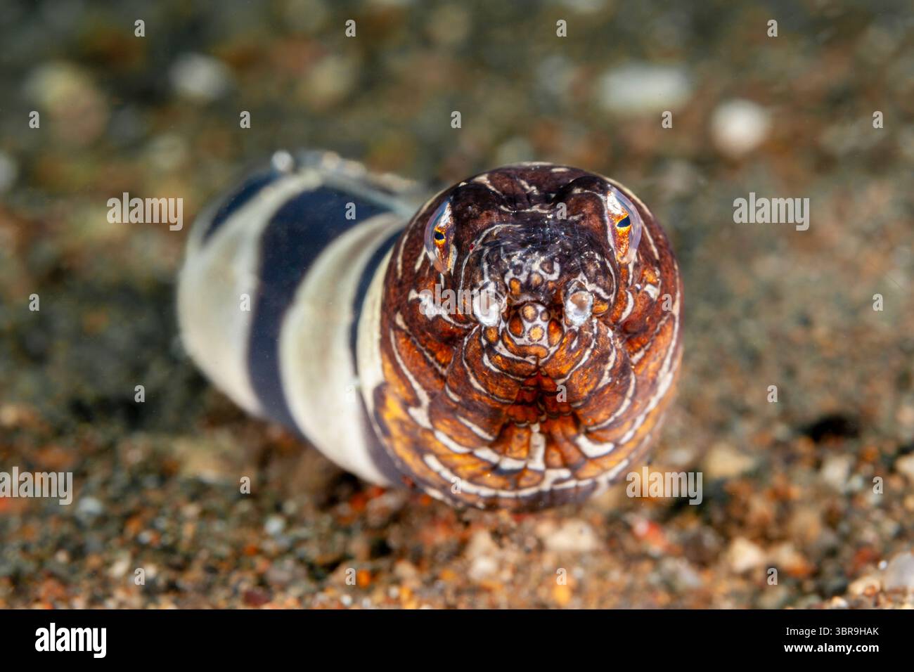 Napoléon Snake Eel, Ophichthus bonaparti, Mabini, Luçon, mer des Philippines, Philippines Banque D'Images