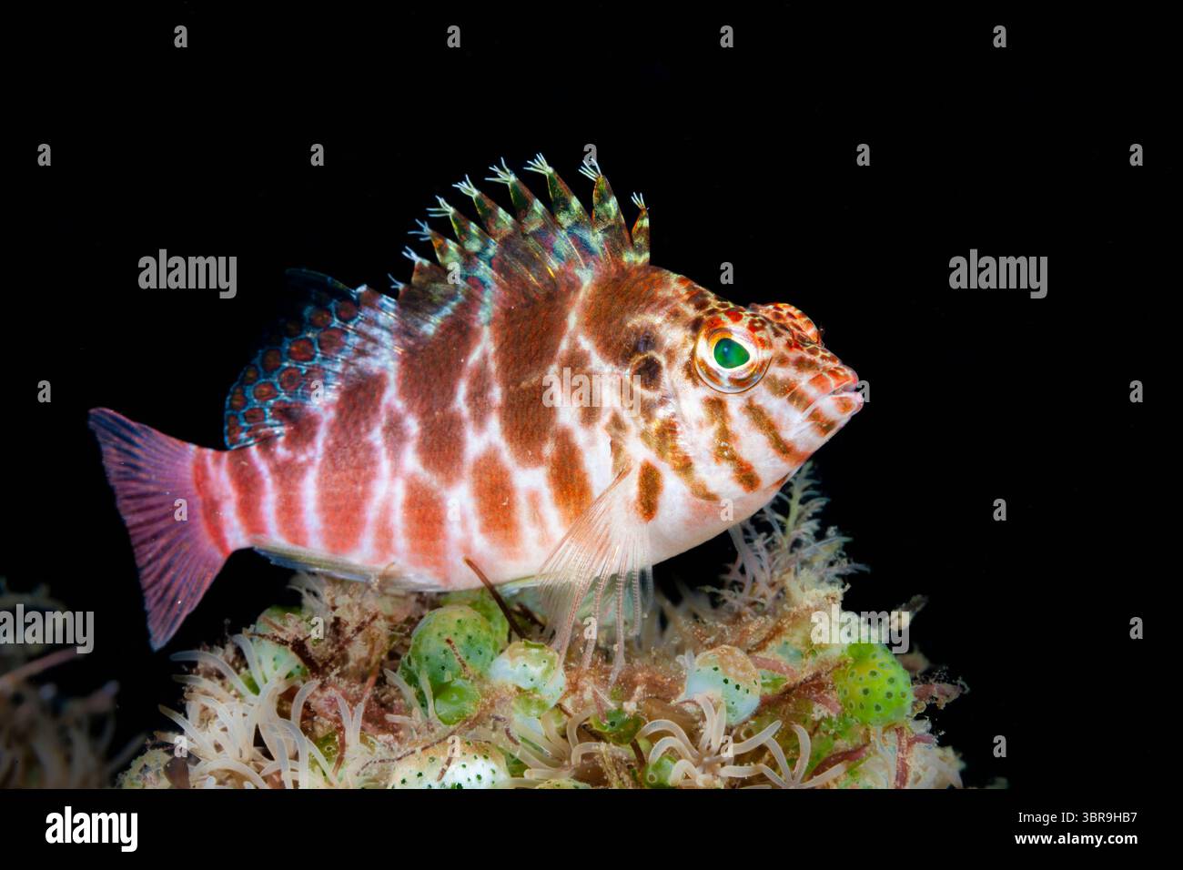 Threadfin Hawkfish, Cirrhitychthys aprinus, Mabini, Luzon, mer des Philippines, Philippines Banque D'Images