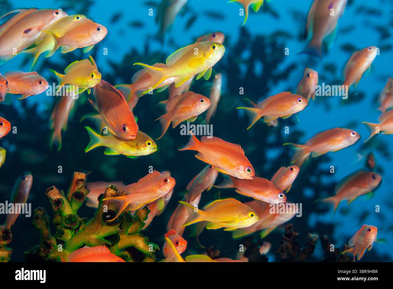 Lyretail Anthias, Pseudanthias squamipinnis, Mabini, Luzon, mer des Philippines, Philippines Banque D'Images
