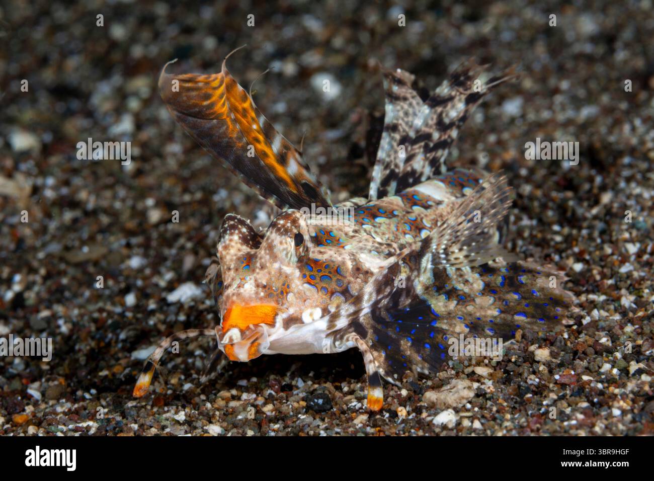 Dragonet à doigts, Dactylopus dactylopus, Mabini, Luçon, mer des Philippines, Philippines Banque D'Images