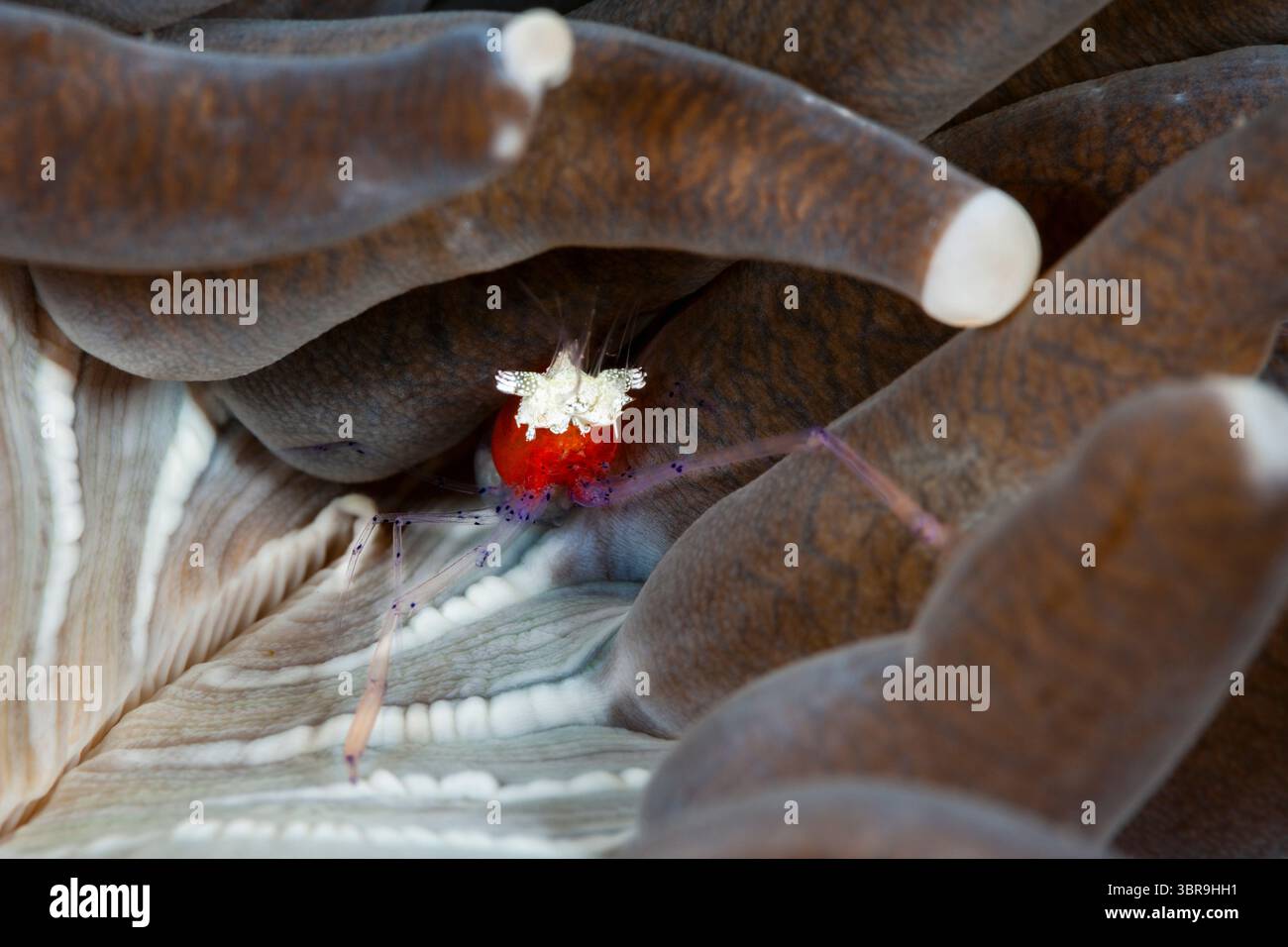 Crevettes commensales dans l'anémone de mer, Periclimenes kororensis, Mabini, Luzon, mer des Philippines, Philippines Banque D'Images