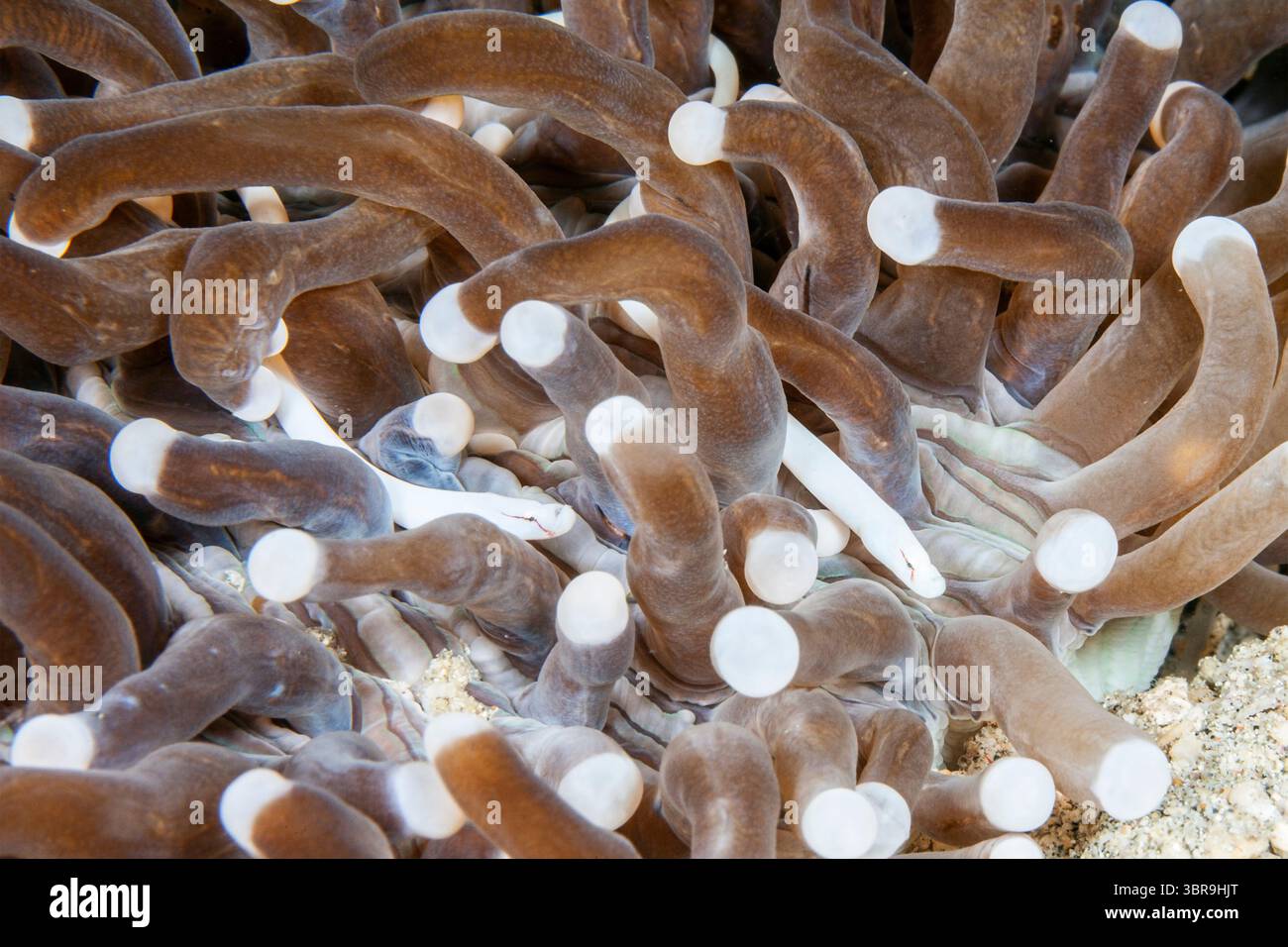 Corail champignon, Siokunichthys nigrolineatus, Mabini, Luzon, mer des Philippines, Philippines Banque D'Images