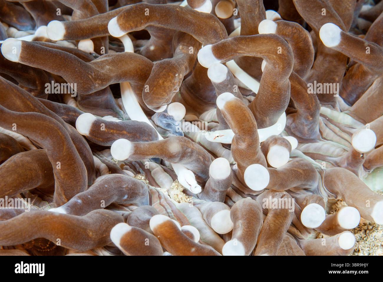 Corail champignon, Siokunichthys nigrolineatus, Mabini, Luzon, mer des Philippines, Philippines Banque D'Images