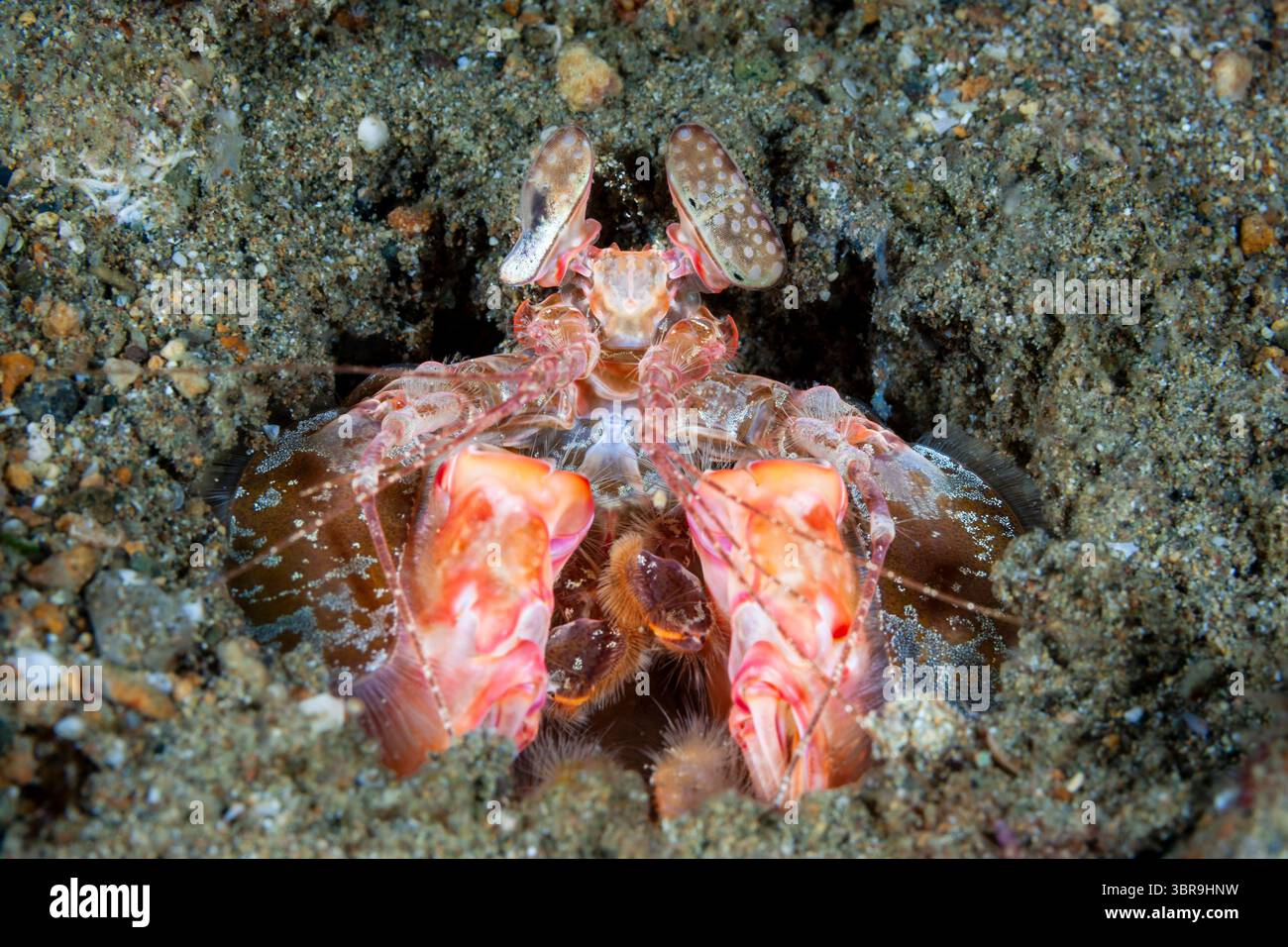 Crevettes Mantis, Lysiosquillina sp., Mabini, Luzon, mer des Philippines, Philippines Banque D'Images