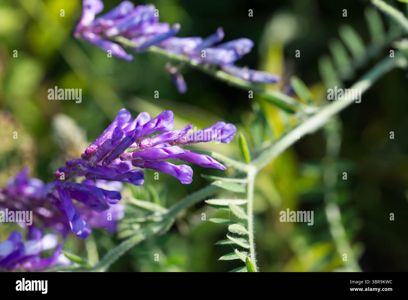 Vicia villosa, velu vesce fleurs de prairie gros plan sélectif Banque D'Images