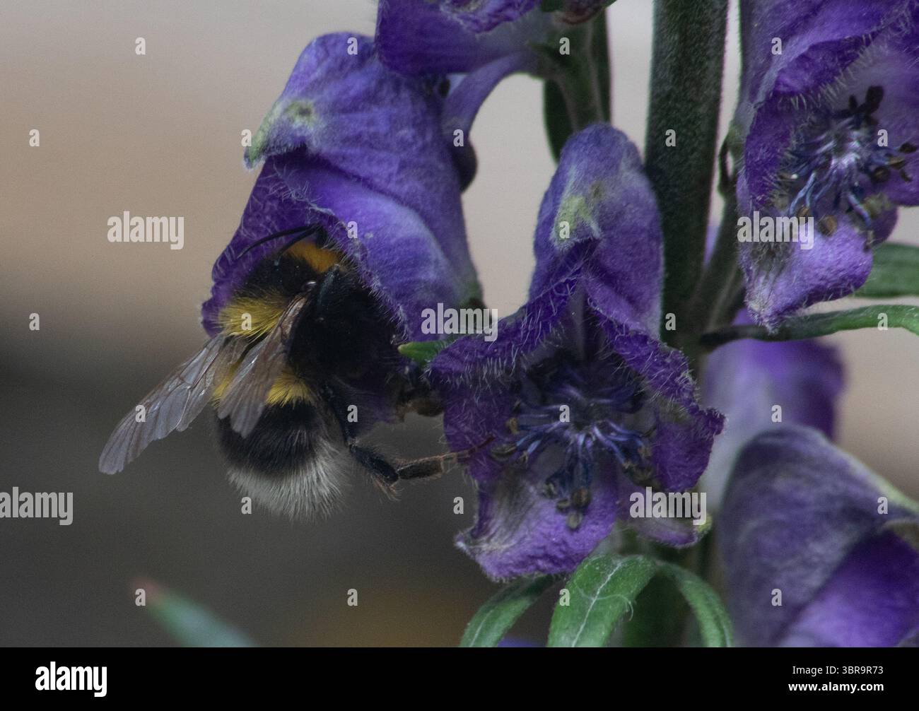 Bourdon à queue polie recueillant le nectar d'un delphinium Banque D'Images