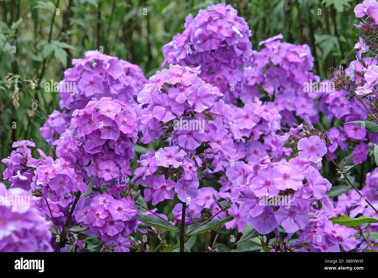 Violet Phlox paniculata « Blue Paradise » en fleur. Banque D'Images