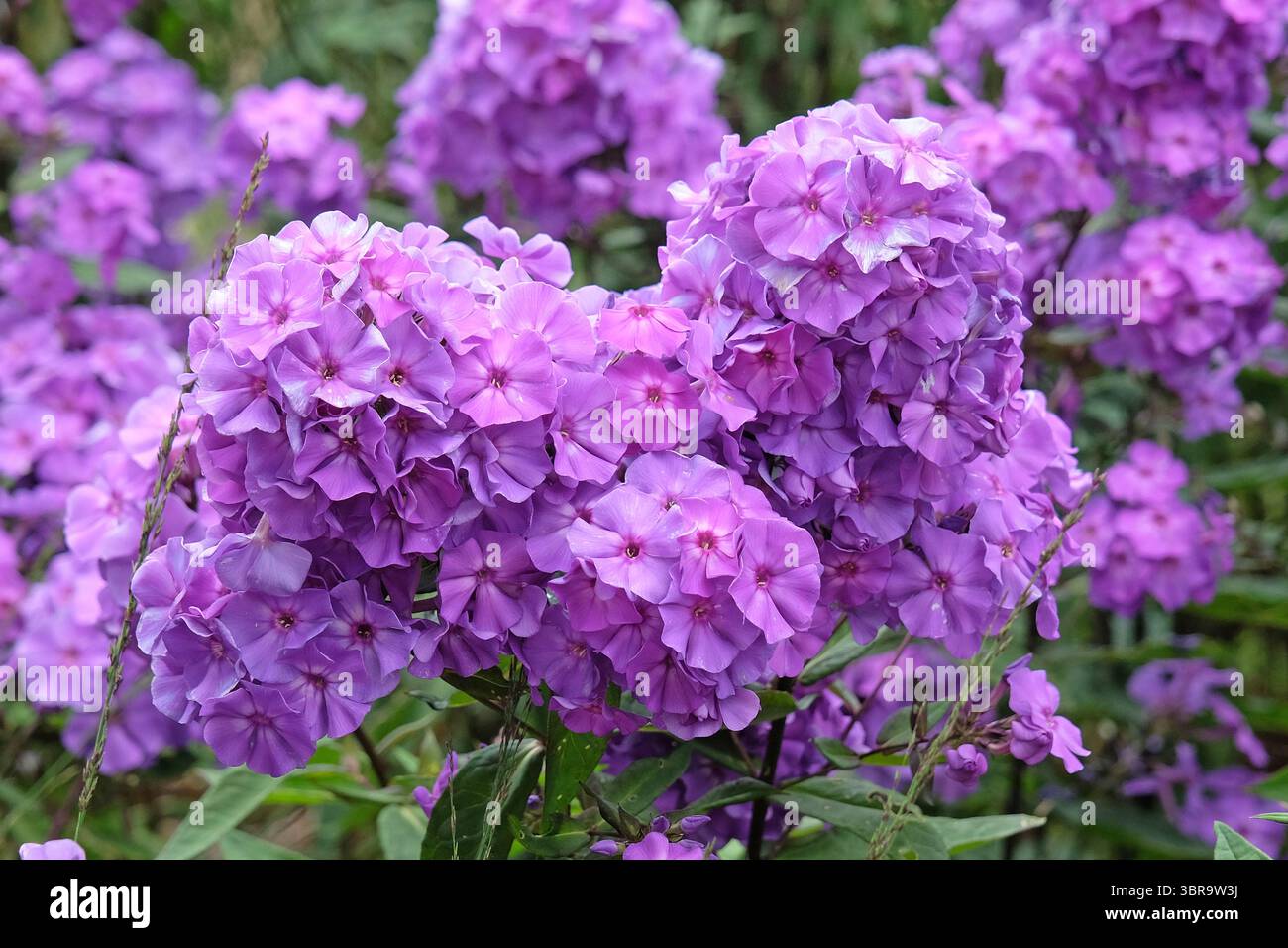 Violet Phlox paniculata « Blue Paradise » en fleur. Banque D'Images