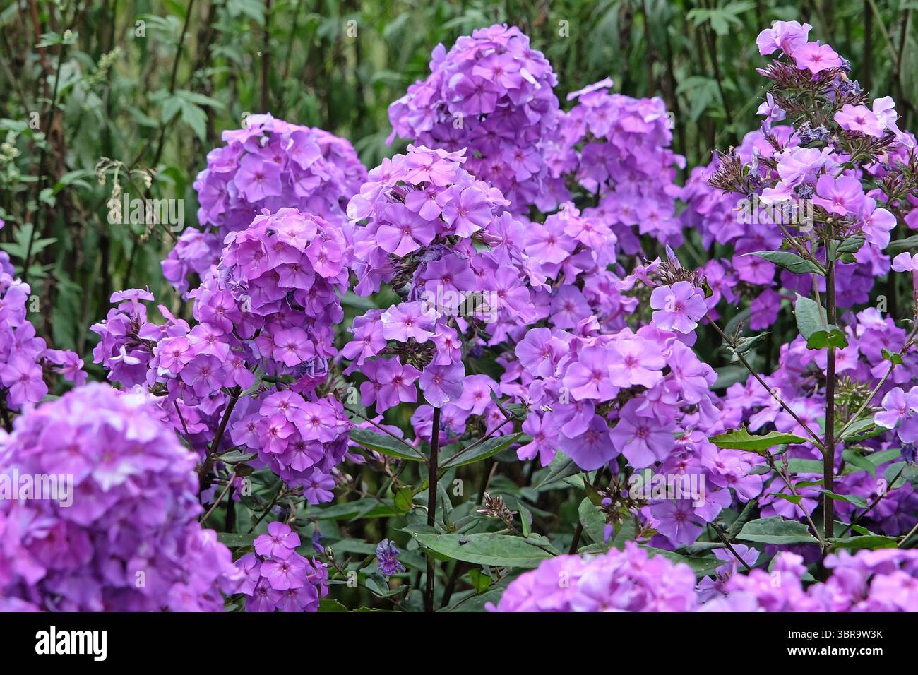 Violet Phlox paniculata « Blue Paradise » en fleur. Banque D'Images