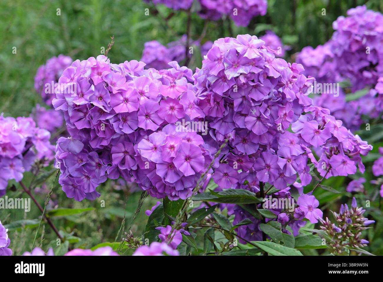 Violet Phlox paniculata « Blue Paradise » en fleur. Banque D'Images