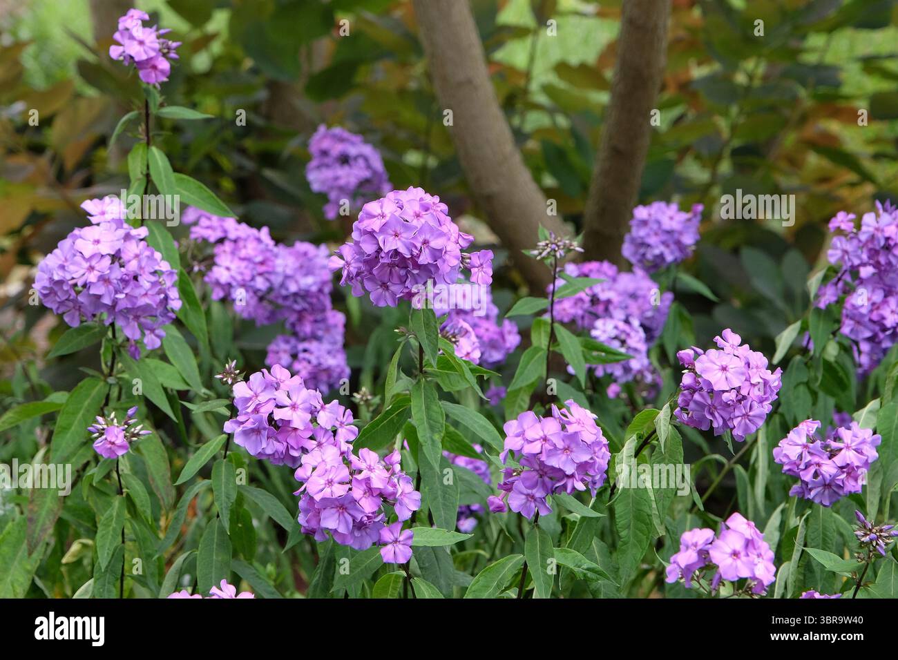 Violet Phlox paniculata « Blue Paradise » en fleur. Banque D'Images