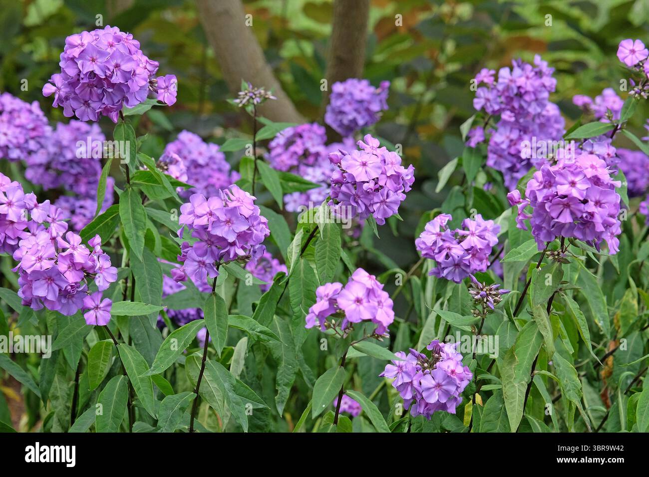 Violet Phlox paniculata « Blue Paradise » en fleur. Banque D'Images