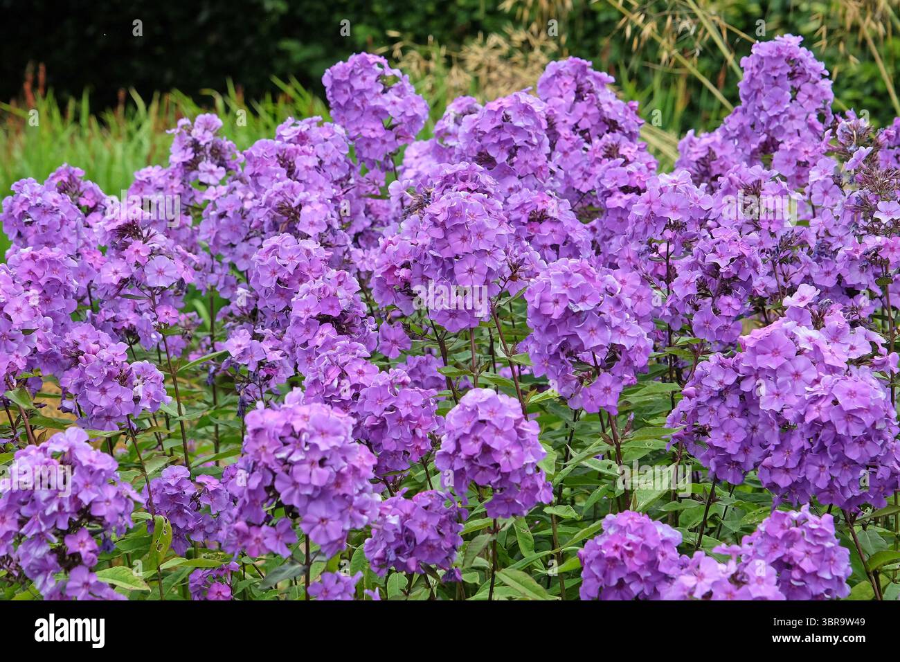 Violet Phlox paniculata « Blue Paradise » en fleur. Banque D'Images