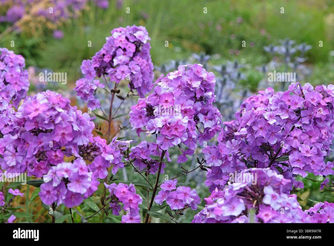 Violet Phlox paniculata « Blue Paradise » en fleur. Banque D'Images