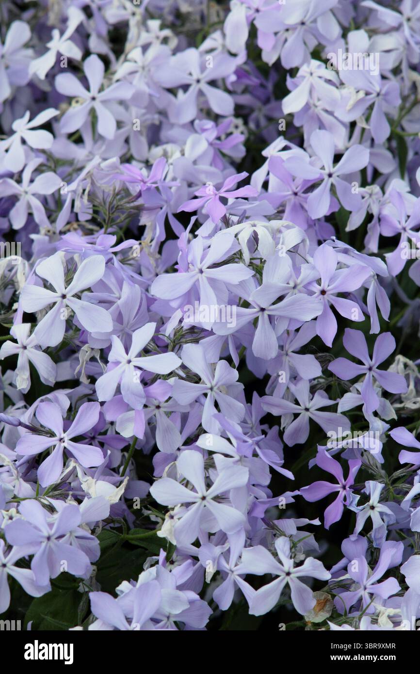 Phlox divaricata 'Blue Perfume'. Aussi appelé Sweet william 'Blue Perfume', pérenne semi-persistante avec des fleurs parfumées bleu lilas. Printemps - mai. ROYAUME-UNI Banque D'Images
